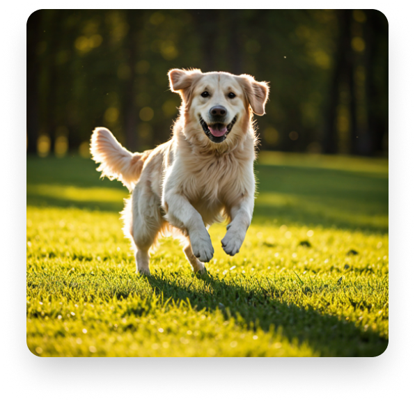 Hapimore dog